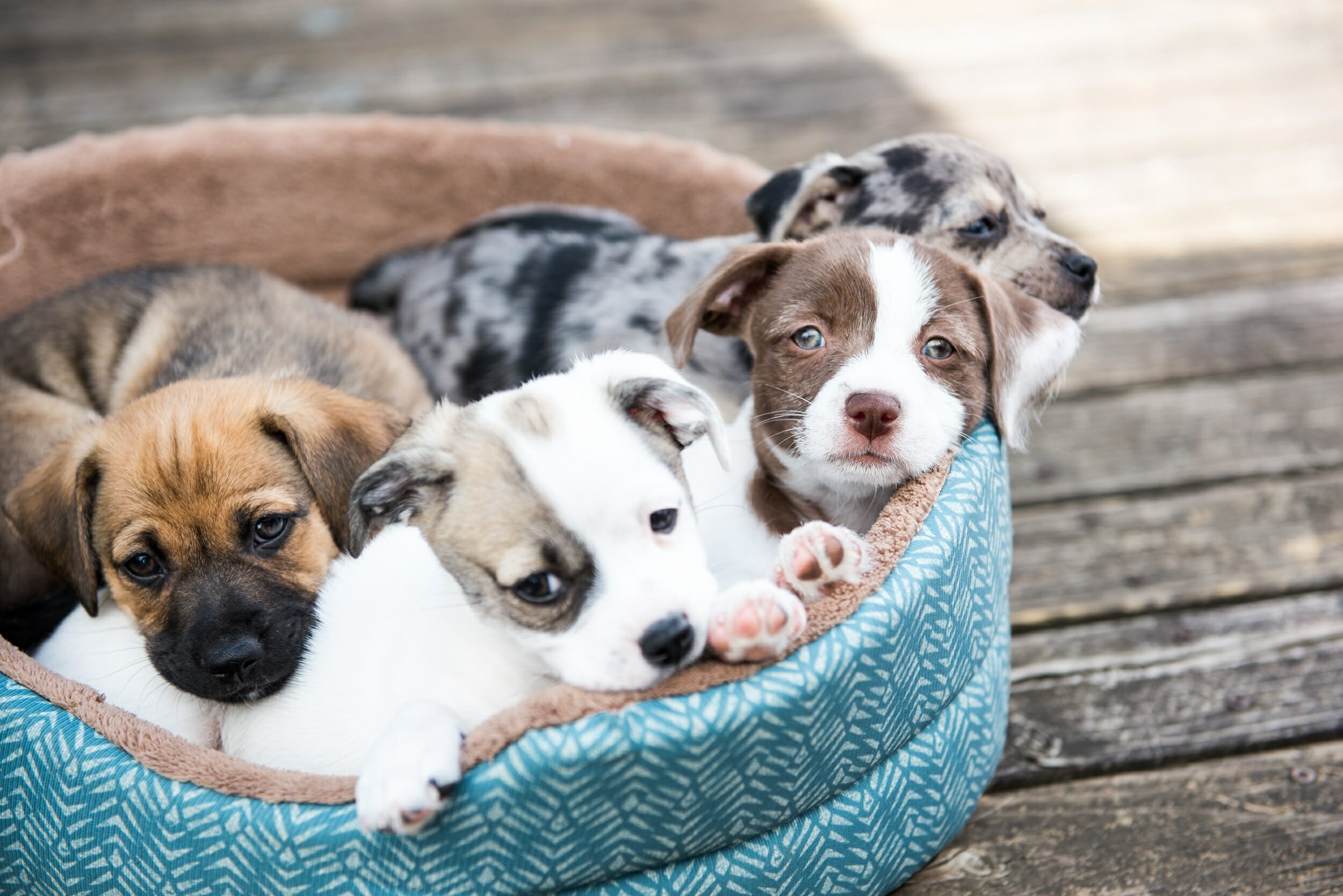Proper Hydration for Puppies: Daily Requirements